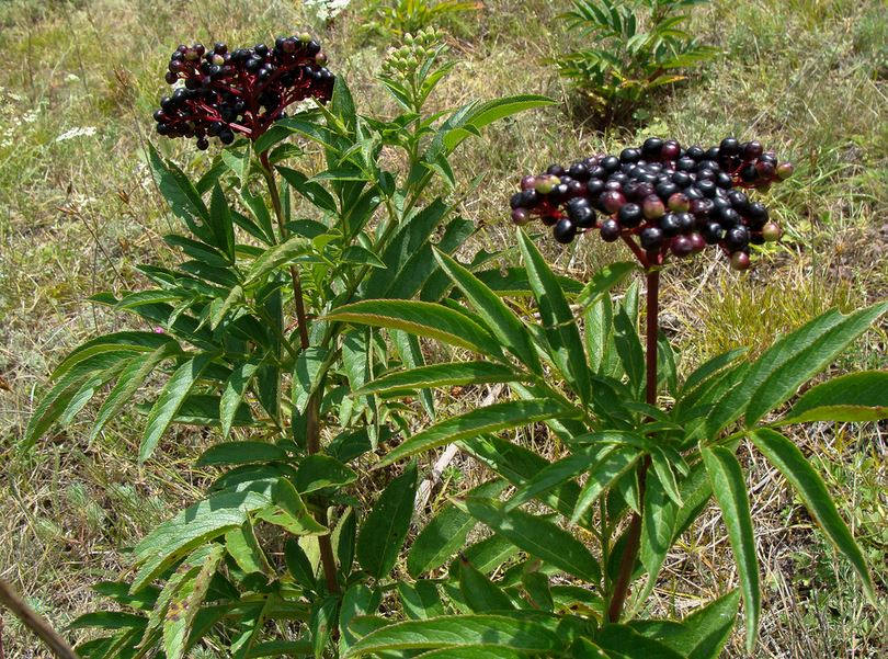 бузина травяная (вонючая). бузина трава. травянистая бузина (sambucus ebulus). растение бузина травянистая (бузина чёрная). ).