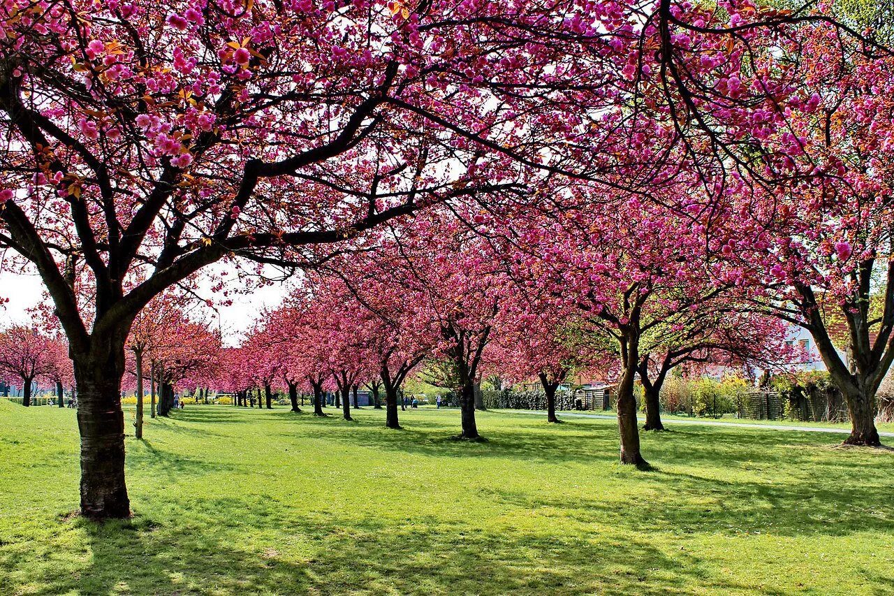 Сад цветущей вишни. Вишневые деревья сад Бутчарт. Цветущий вишневый сад. Вишневый сад деревья. Цветущие вишневые сады.