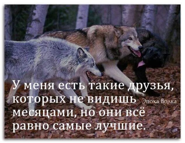 Почему говорят волк. Афоризмы про Волков. Цитаты волка. Мудрость Волков. Цитаты волка про дружбу.