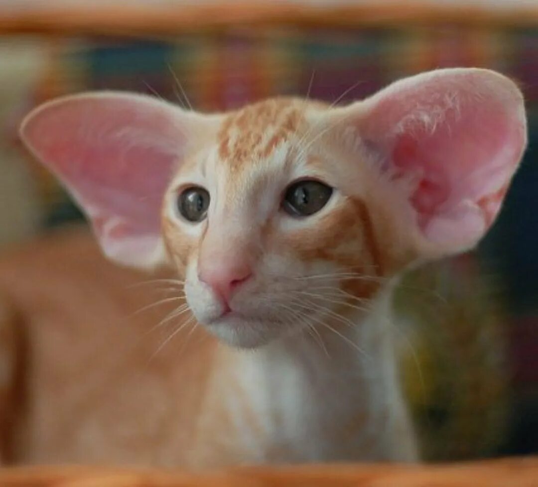 Ушастый кот порода Ориентал. Кот грузин порода Ориентал. Ориентальные котята рыжие. Ориентальная кошка рыжая.