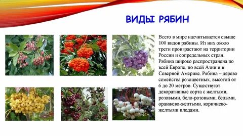 Рябина подобрать прилагательное