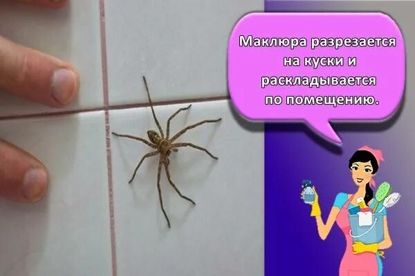 Как избавиться от пауков в доме частном. Средство от пауков в частном доме. домашние пауки в частном доме. домашние средства от пауков. отрава от пауков в доме.