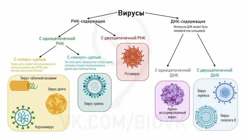 Какой вирус содержит рнк. Вирусы с двухцепочечной РНК. ДНК-содержащие и РНК-содержащие вирусы примеры. Вирусы ДНК И РНК содержащие картинки. Строение ДНК вируса.