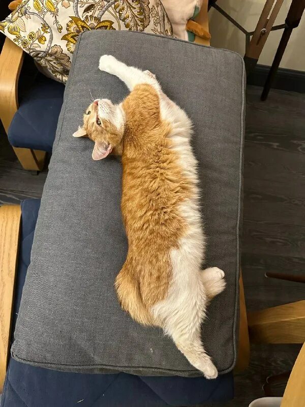 друзья кота коржика. друзья кота коржика. друзья кота коржика. друзья кота коржика. друзья кота коржика.