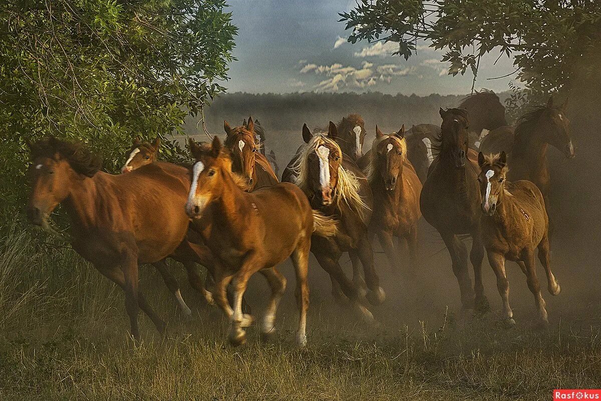 Несколько лошадок. Табун лошадей в Барабинской степи Суриков. Табун диких лошадей. Табун коней бегает Башкирия. «Табун лошадей в Барабинской степи».