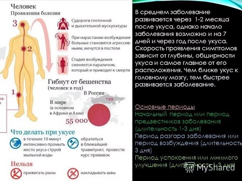 Что за болезнь бруцеллез у человека симптомы. Профилактика бруцеллеза. Бруцеллез симптомы у человека.