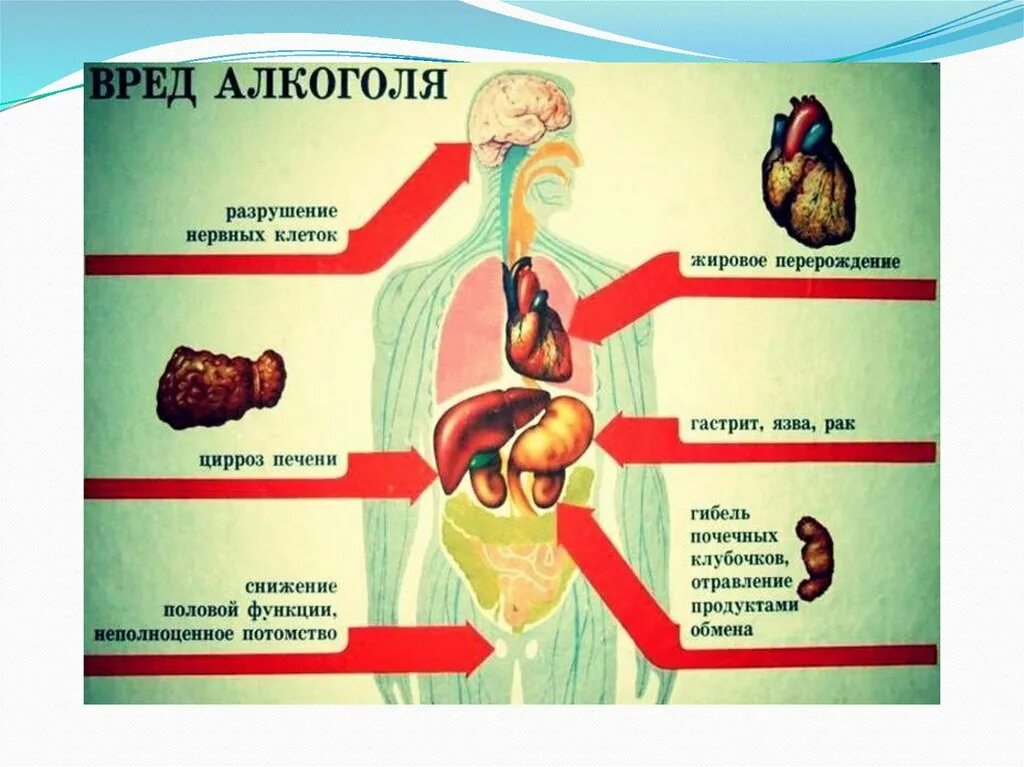 Клетки печени разрушаются. Алкоголь разрушение клеток.