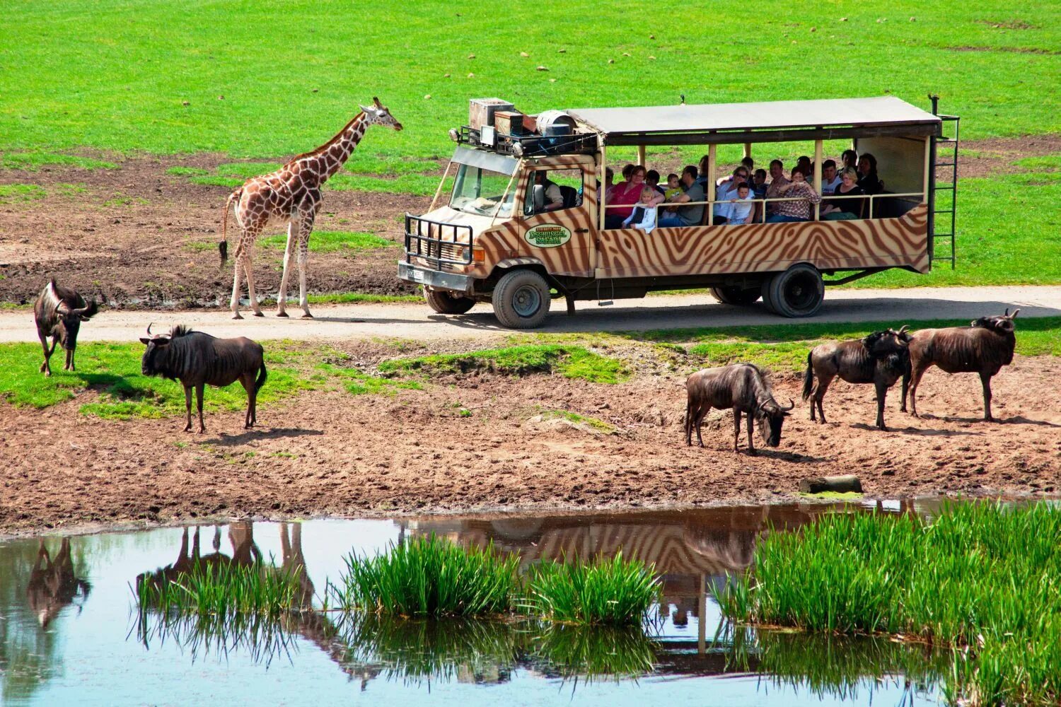 Как найти сафари. Serengeti park германия. серенгети сафари. национальный парк серенгети в африке. национальный парк серенгети сафари.