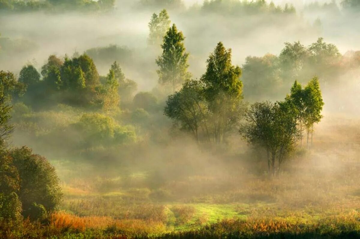 Утренний туман. Пейзаж туман. Туманное утро. Пейзаж утро туман.