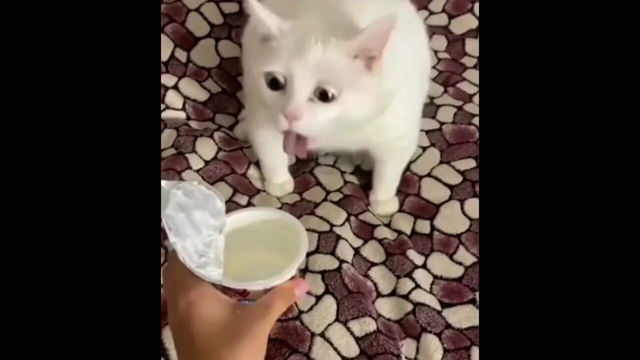 Кот мем на зелёном фоне. Веселый котик мем. Толстый кот мем мяукает. Мем котики видео. Удивленный кот.