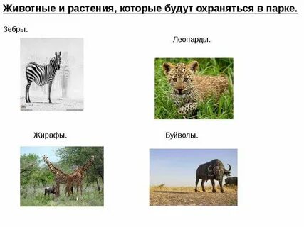 Проект создание национального парка в танзании 7