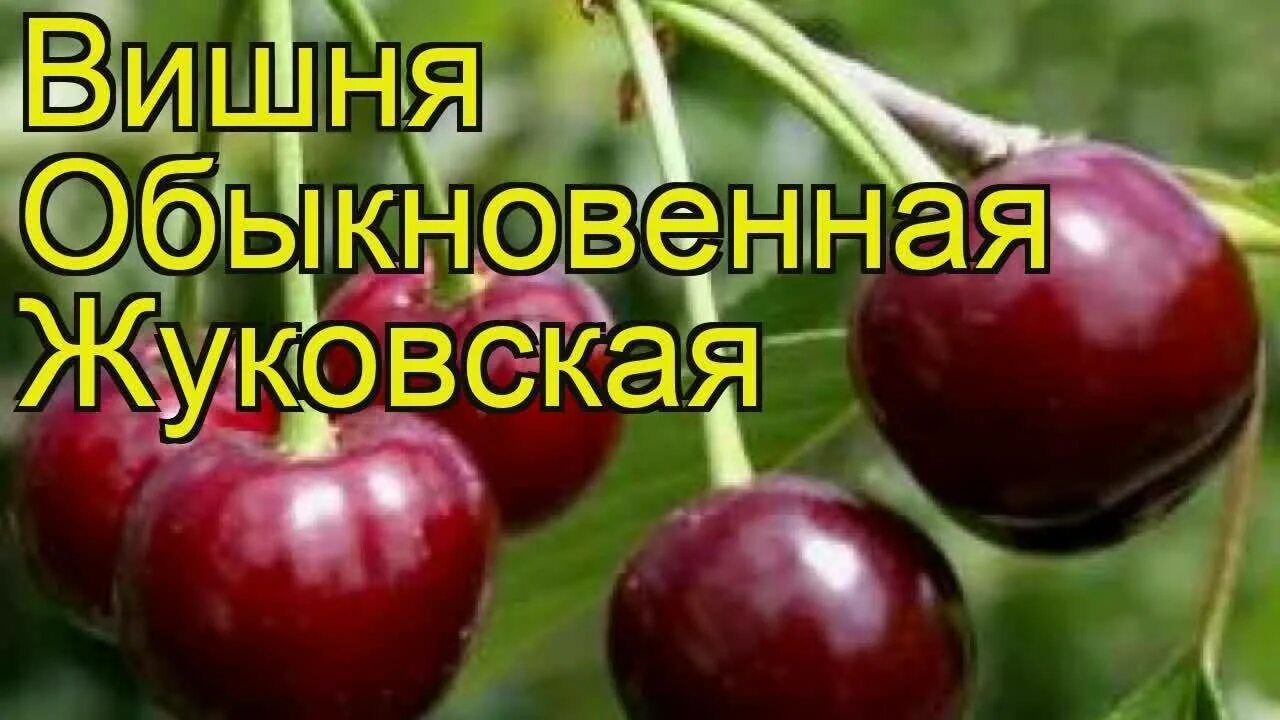 Вишня Жуковская. Вишня обыкновенная Жуковская. Вишня обыкновенная Быстринка. Вишня сорт Жуковская. Вишня жуковская описание опылители сорта фото