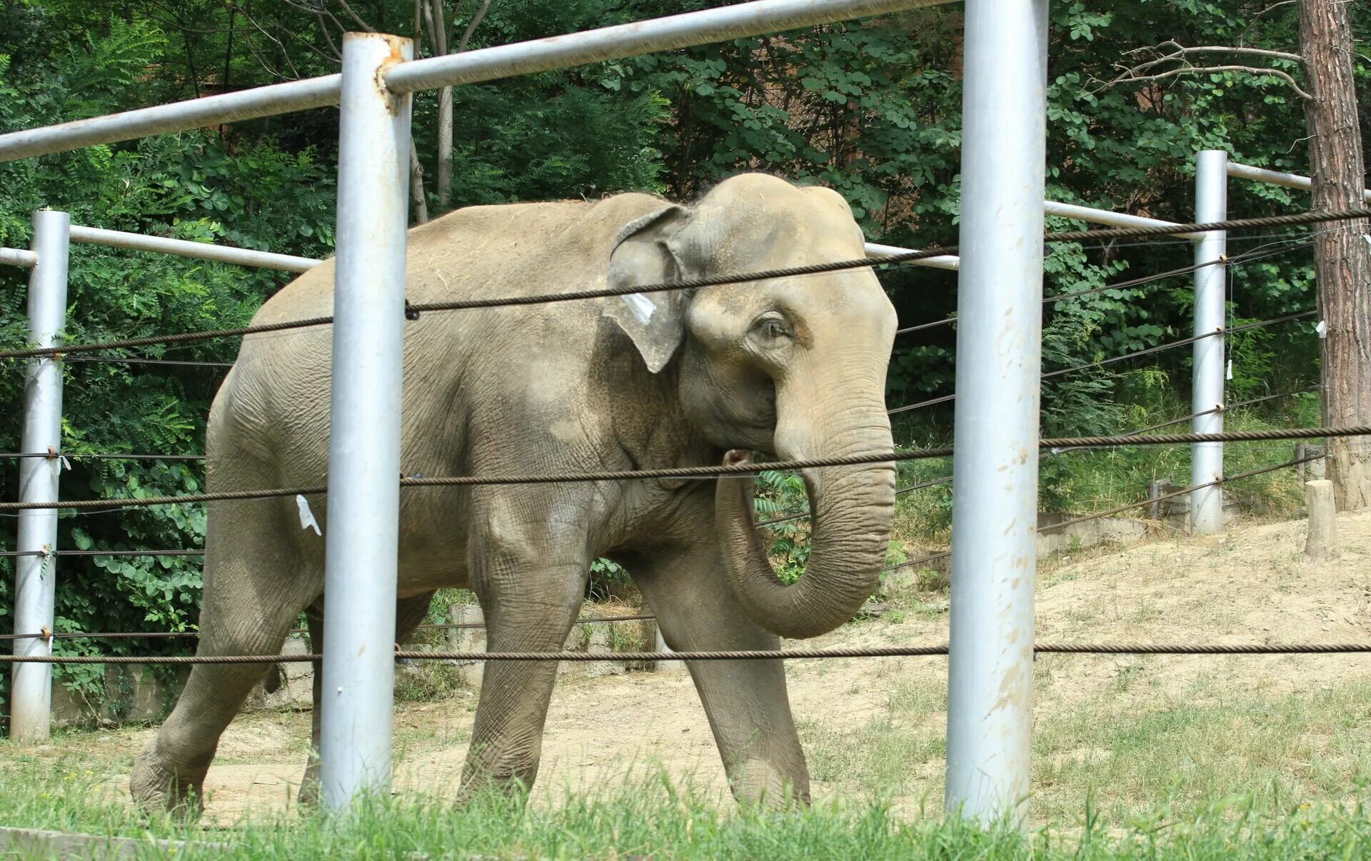 1 раз в зоопарке. Ленинградский зоопарк слониха бетти. слоны в зоопарке. слоны в неволе. животные зоопарка слон.