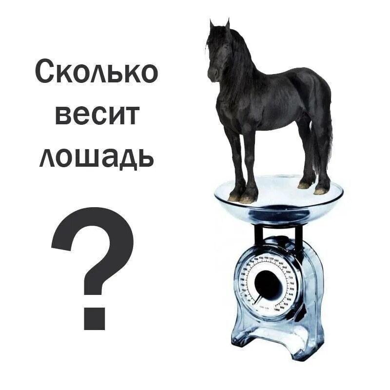 Доспехи рыцарей средневековья. 59. Таблица измерения веса лошадей. Вес самой тяжёлой лошади. Вес доспехов легче веса коня на 244.