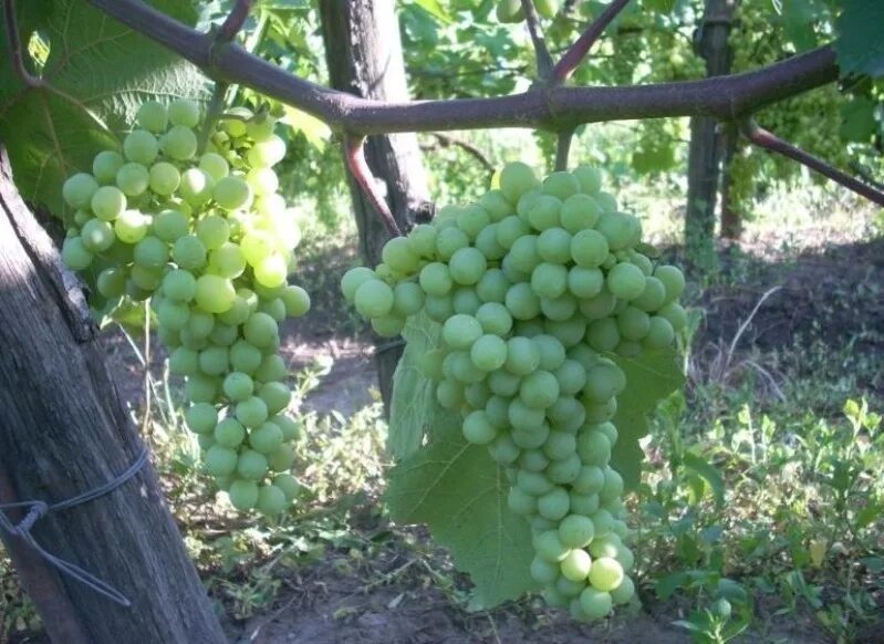 Кишмиш потапенко фото. Виноград амурский vitis amurensis. Виноград черный кишмиш казахстан. Виноград кишмиш потапенко. Кишмиш потапенко фото.
