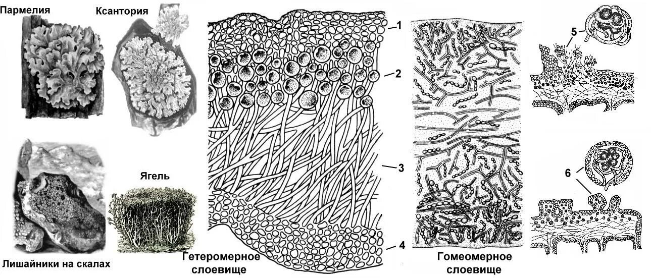 Типы слоевищ лишайников рисунок. Типы строения слоевища лишайника. Накипной таллом лишайника. Лишайник ягель строение.