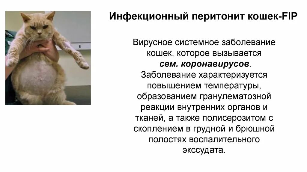 Иммунодефицит кошек передается человеку. Коронавирус перитонит кошек. коронавирусная инфекция у кошек. fip инфекционный перитонит кошек. инфекционный перитонит кошек сухая форма.
