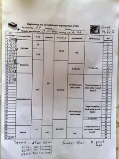 Инкубация индоуток в инкубаторе таблица.