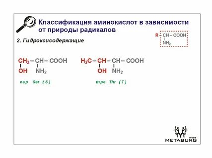 Классификация аминокислот по строению радикала