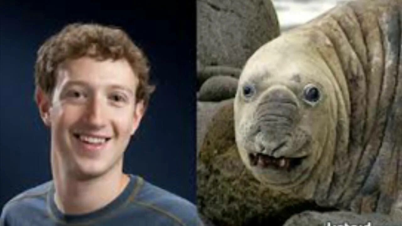 Сходство животных. Актёр из сумерек джейкоб и лама. На какое животное похож человек. Бенедикт камбербэтч выдра. Животное похожее на человека.