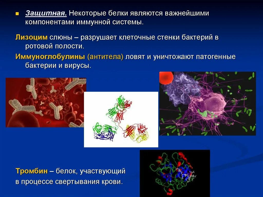 Структура белка тест. Белки иммунной системы. Защитная функция белков. Лизоцим и бактерии. Лизоцим слюны.