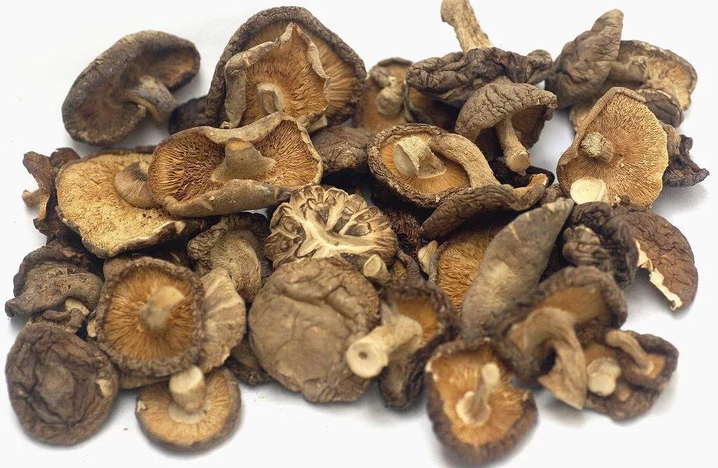Шиитаке сушеные. Китайские грибы шитаки. Грибы шиитаке сушеные. Древесные грибы шиитаке.