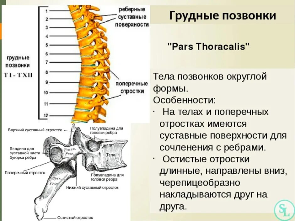 Строение позвоночника по отделам человека с расшифровкой. Строение остистого отростка позвонка. Грудной отдел позвоночника вид спереди. Анатомия и строение шейного отдела позвоночника. Строение позвонка отделы позвоночника.