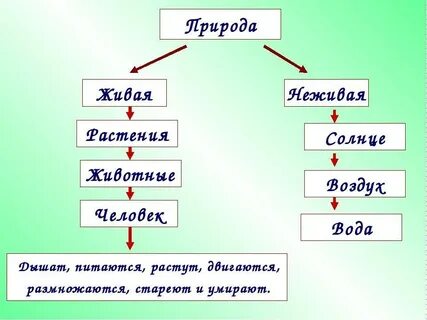 Связь между живой и неживой природой