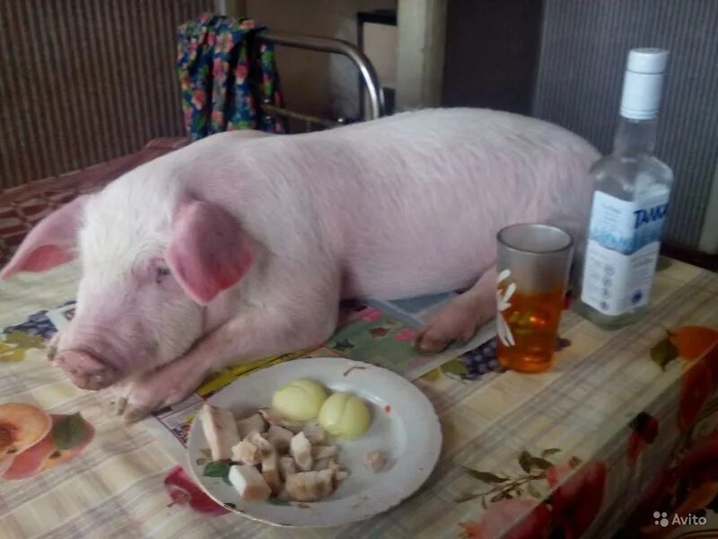 пил свиное молоко