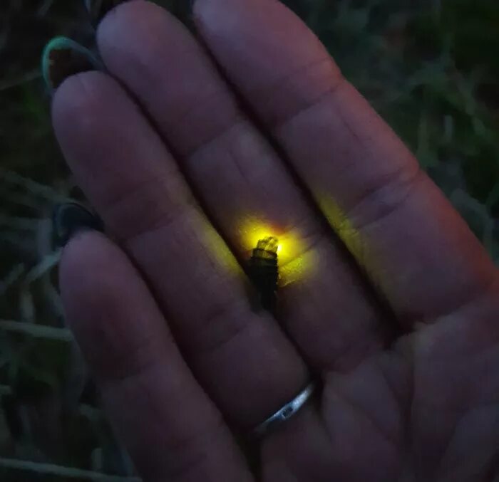 Pin by Shannon Gray on Firefly Firefly, Bugs and insects, Insects