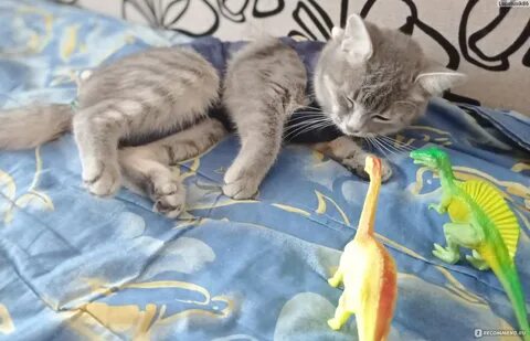 Гадать котенка