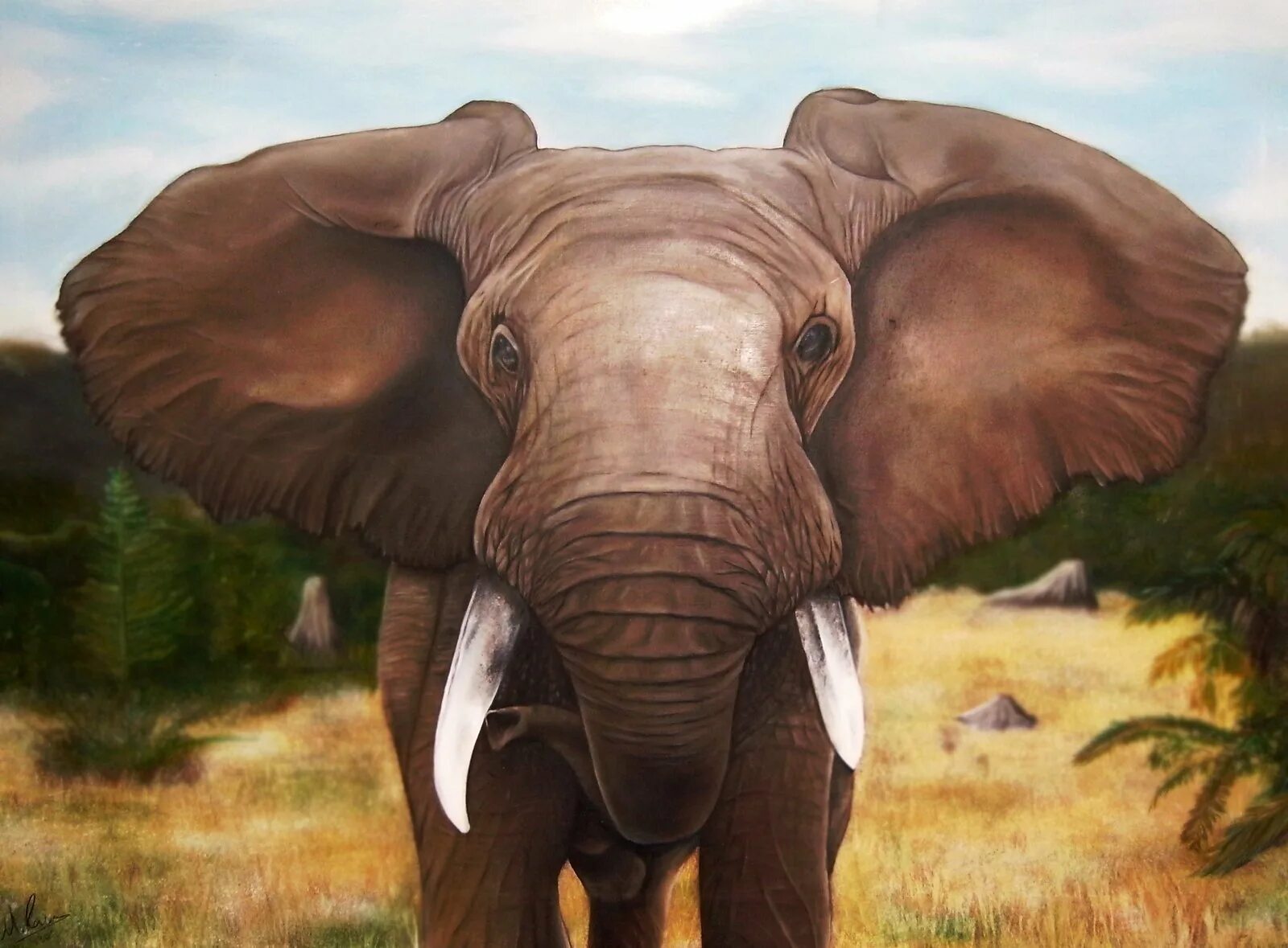 Слон. Уши слонов. У слона большие уши. Уши африканского слона.
