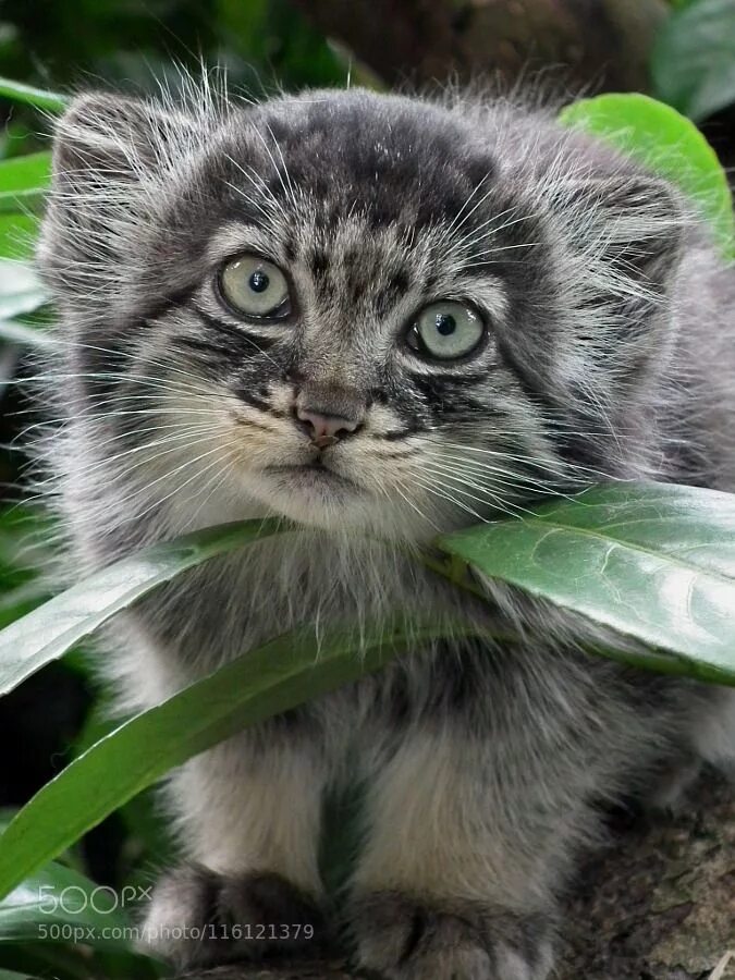 Кот манул котята. Манул котята. сибирский манул. детеныш манула. манул фото.