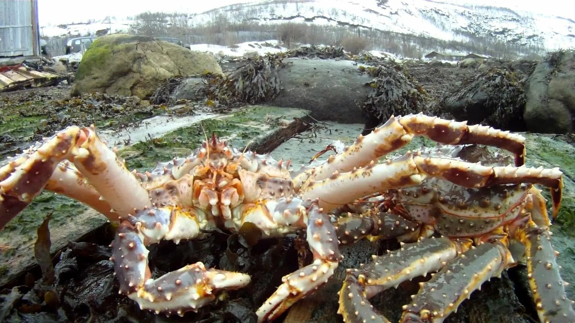 Для чего нужны крабы. Камчатский краб в Баренцевом море. Краб Камчатский Мурманский. Дальневосточный краб. Северный краб Мурманск.