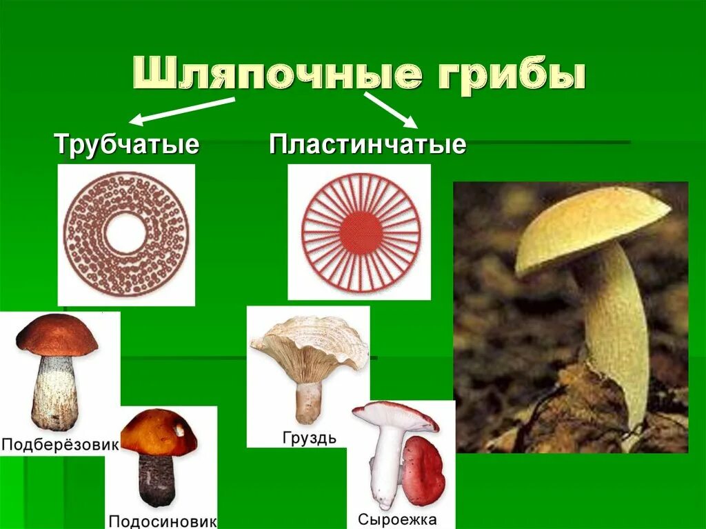 Значение шляпочных грибов в жизни человека. Царство грибов Шляпочные. Грибы Шляпочные и трубчатые. Подберёзовик трубчатый или пластинчатый гриб. Сыроежка трубчатый или пластинчатый гриб.