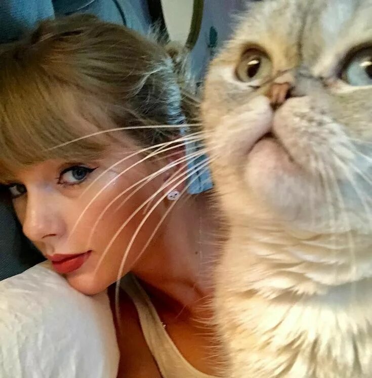 Swift cat. Swift cat