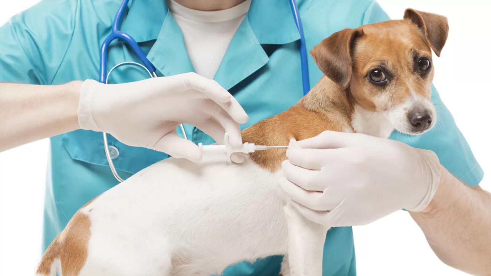 Pet clinic. Терапия животных. Ветеринария. Собака Ветеринария. Собака в ветеринарной клинике.