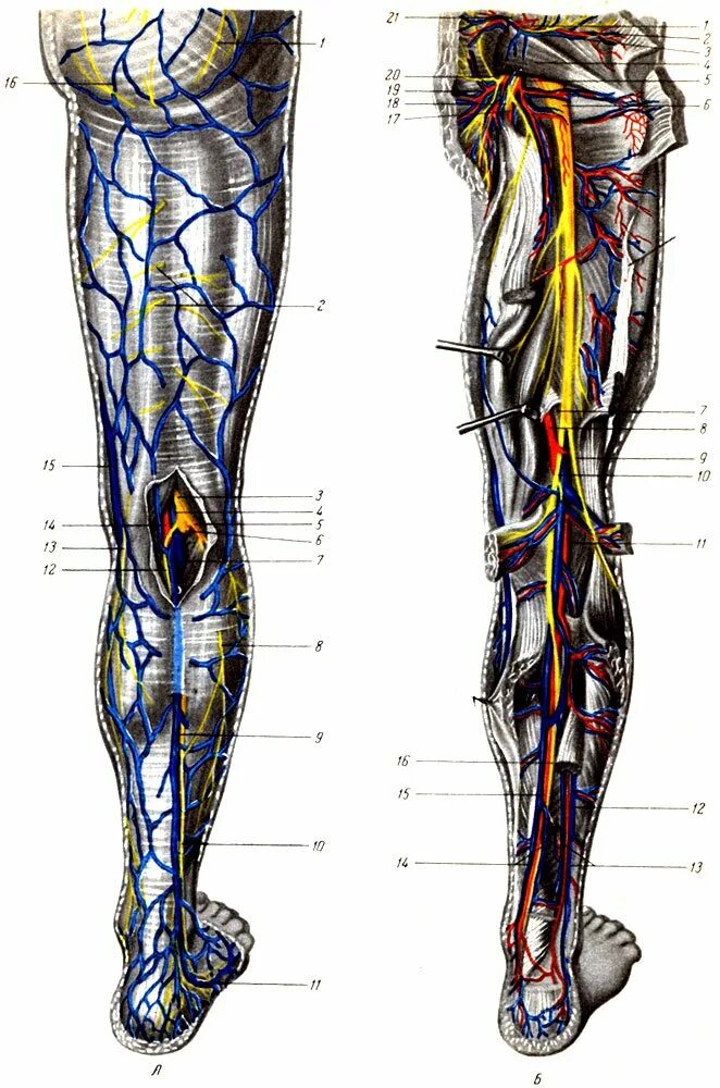 Анатомия вен ноги. Задняя большеберцовая Вена анатомия. Подколенная Вена анатомия. Вена бедра анатомия строение. Малоберцовая Вена анатомия.