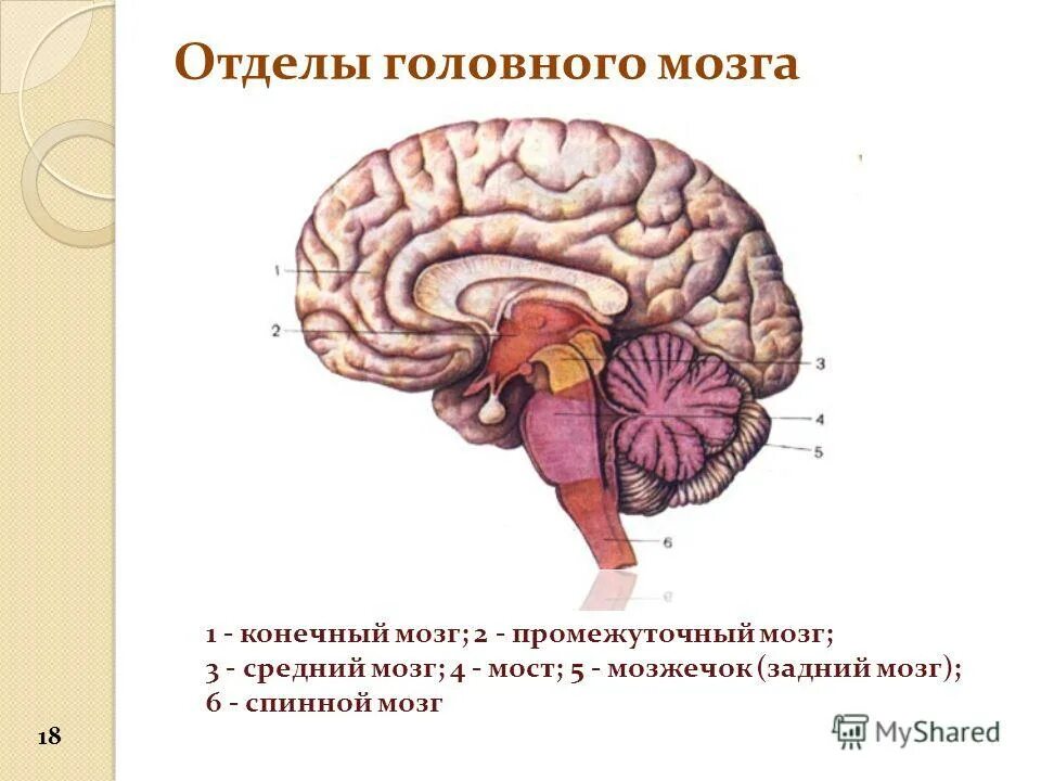 Задний головной мозг включает отделы