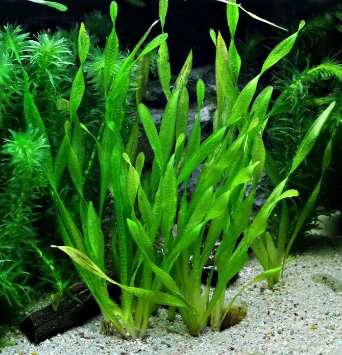 Роголистник валлиснерия. Элодея аквариумное растение. Валлиснерия спиральная аквариумное. Кладофора, эхинодорусы, криптокорины, анубиасы, роголистник. Какие водоросли обитают в аквариуме.