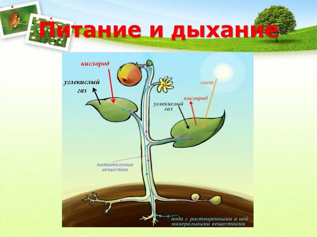 Питание растений. Схема питания и дыхания растений. Питание растений и дыхание растений. Растение живой организм.