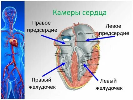 Левой и правой половин