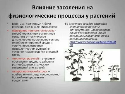 Какая ткань защищает растения от неблагоприятных воздействий