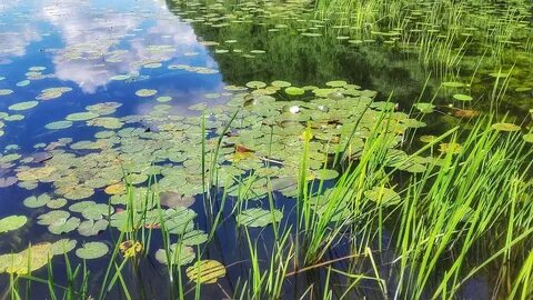 Водохранилище является пресным