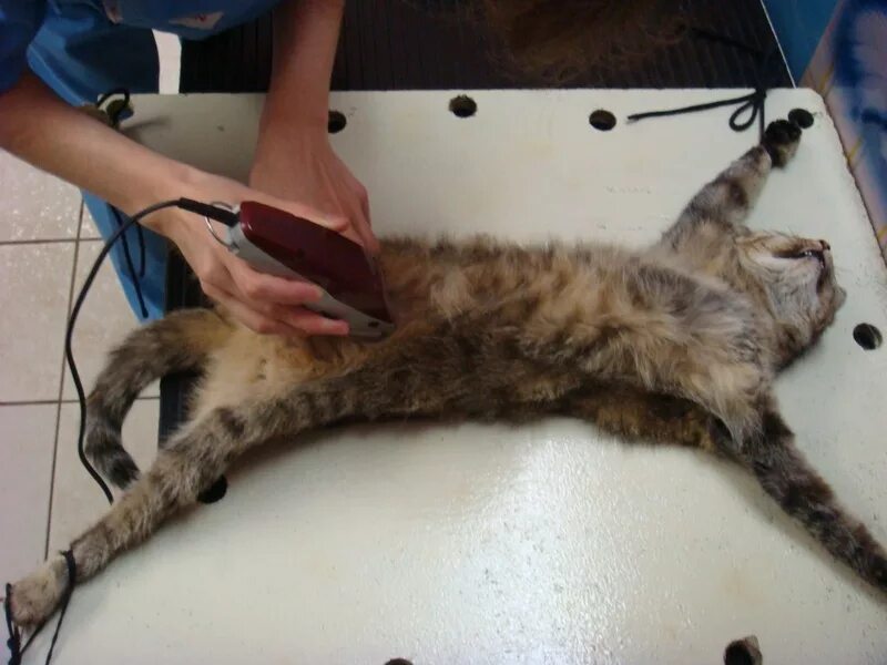 Когда кастрировать котенка в каком возрасте