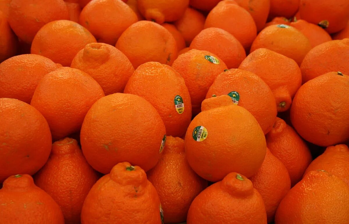 танжело минеола. мандарины минеола. мандарин похожий на апельсин. мандарин орри сорт. мандарины минеола.