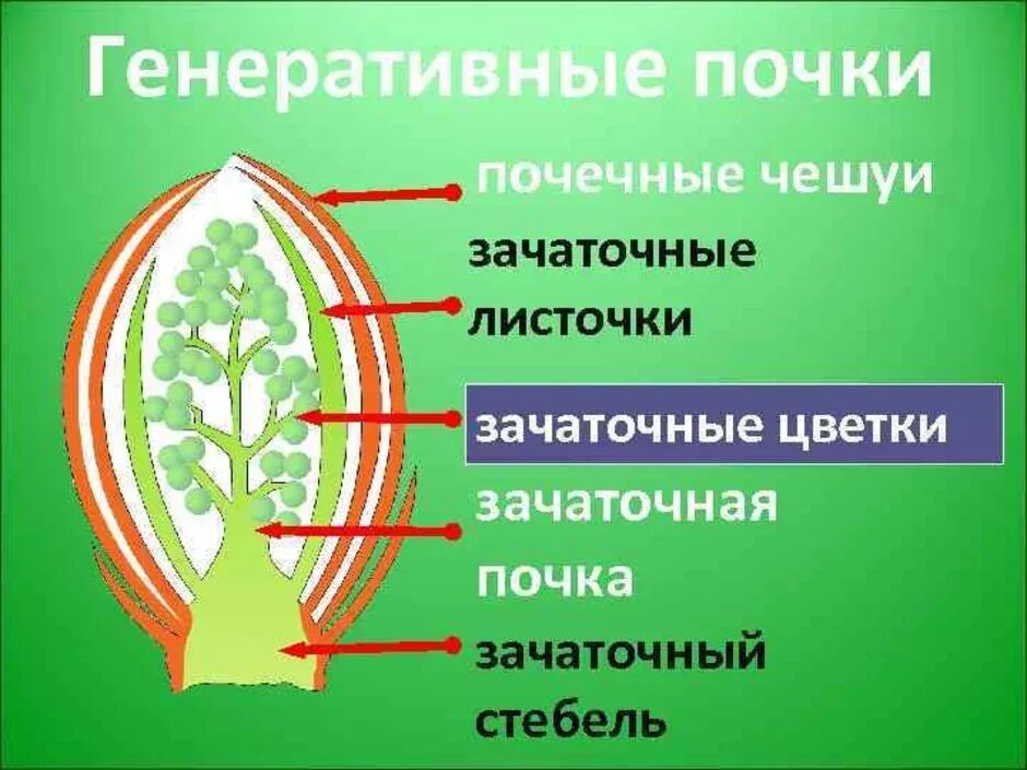 Орган генеративной почки. Вегетативная почка и генеративная почка. Строение генеративной почки растения. Строение вегетативной и цветочной почек. Строение вегетативной и генеративной почки.