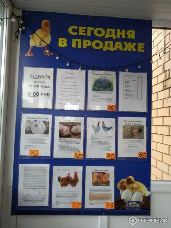 Куры ливенские купить на Зозу.ру