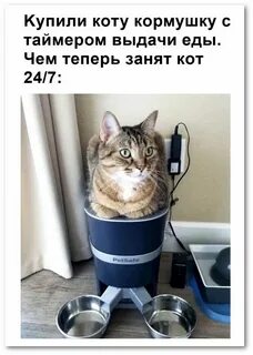 Шутки про кошек