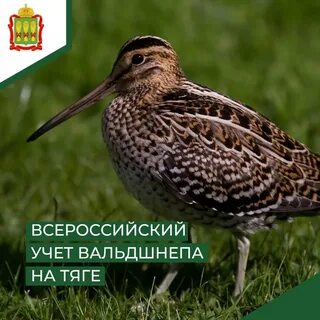 Птица кулик вальдшнеп